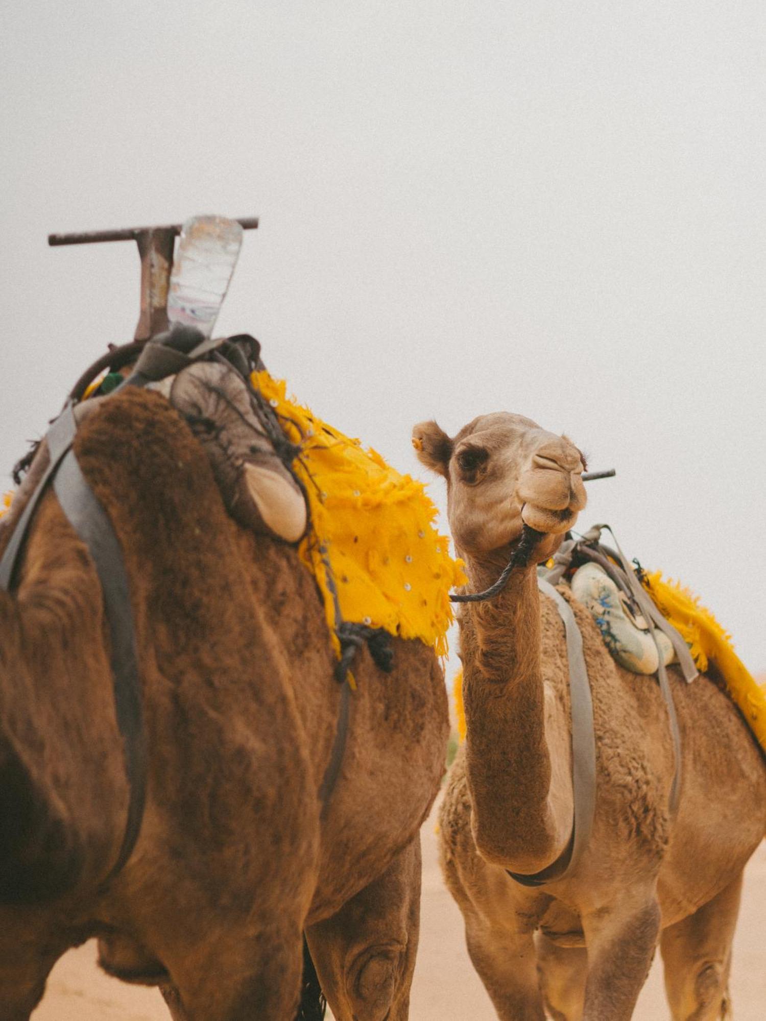 Kam Kam Dunes Merzouga Exteriör bild